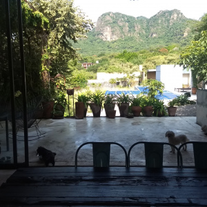 Osos Tepoztlan Morelos